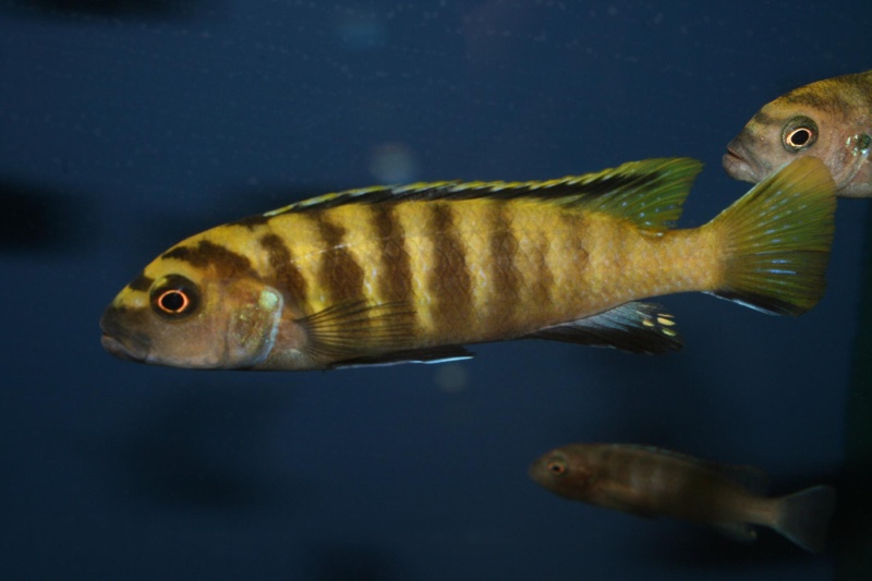 Chindongo flavus 'Chinyankwazi Island'